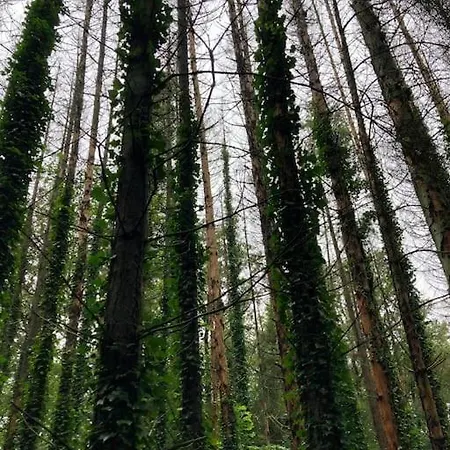 Chalet La Cabane, Durbuy